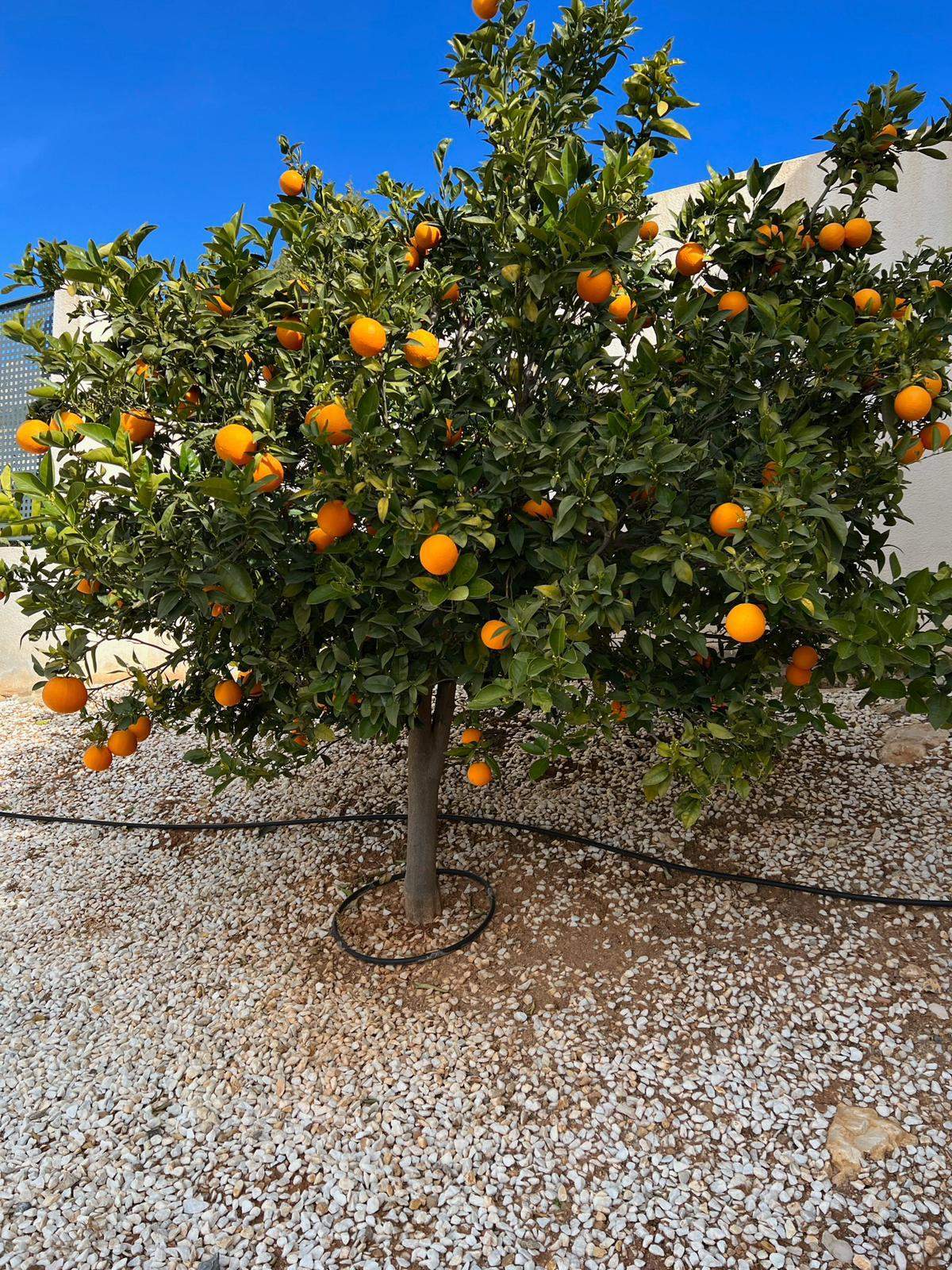 Altea Hills: Spektakuläre Villa mit 5 Schlafzimmern, autorentwurf und traumhaften Aussichten.