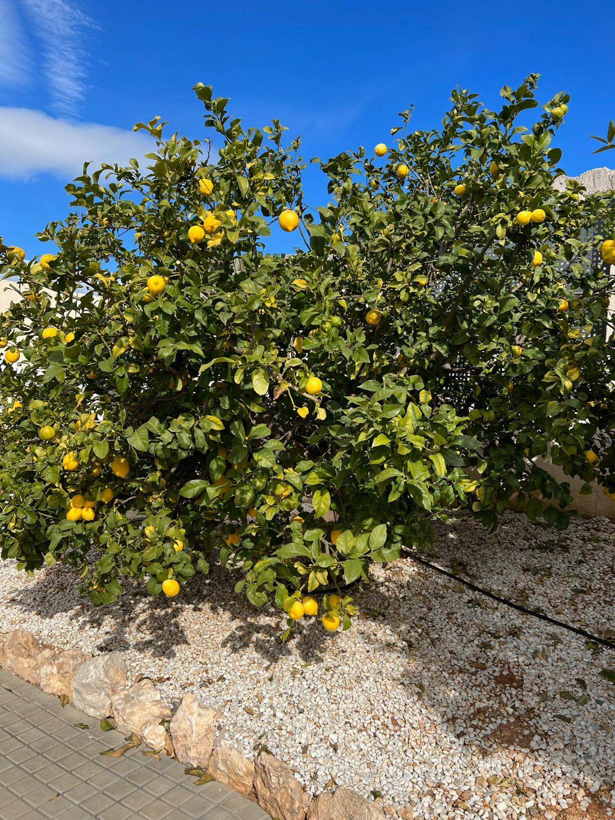 Altea Hills: Spektakuläre Villa mit 5 Schlafzimmern, autorentwurf und traumhaften Aussichten.